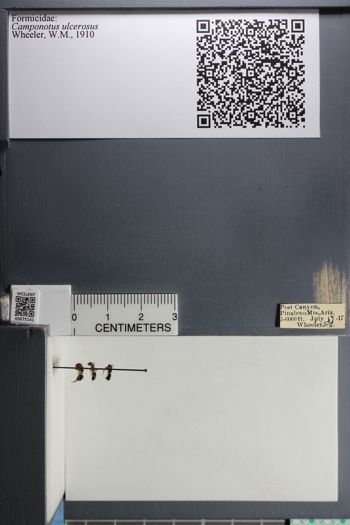 Media type: image; Entomology 675141